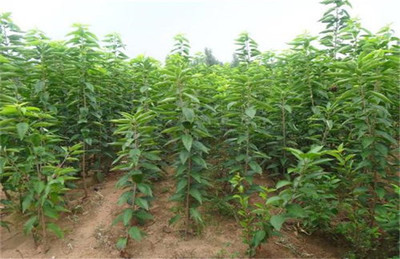 櫻桃種苗批發(fā)-山西櫻桃苗-陜西櫻桃苗