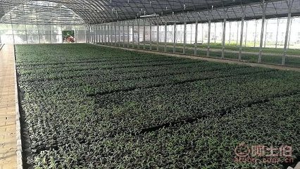 【陜西千紅種苗杯苗容器苗供應(yīng)