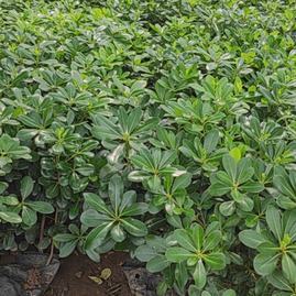 陜西咸陽(yáng)楊陵區(qū)黃楊苗、黃刺梅種苗、金森女貞杯苗、石楠苗、海桐苗張澤民種植基地_地址_產(chǎn)地貨源