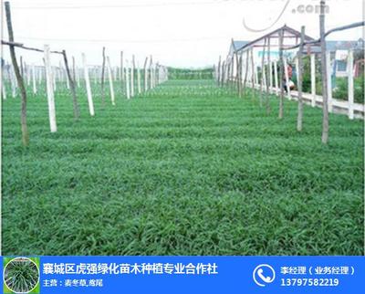 陜西麥冬草種植、虎強(qiáng)綠化苗木種植、闊葉麥冬草種植