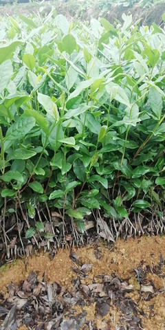 達(dá)州市低價(jià)茶苗行情價(jià)格-低價(jià)茶苗、茶葉種苗