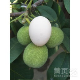 【紙皮核桃樹苗,陜西核桃樹苗,核桃苗圃】-