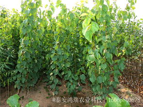 【五公分杏樹苗大棚苗丶阿勒泰五公分杏樹苗畝產】-