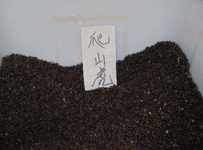 【供應寧夏爬山虎種子價格】價格,廠家,其他種子、種苗-搜了網