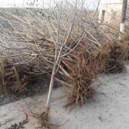 【陜西專業(yè)從事櫻桃苗報(bào)價(jià)基地批發(fā)】-