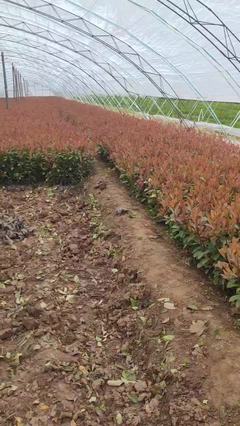 陜西咸陽(yáng)楊陵區(qū)黃楊苗、黃刺梅種苗、金森女貞杯苗、石楠苗、海桐苗張澤民種植基地_地址_產(chǎn)地貨源