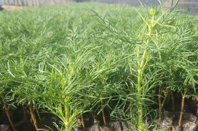 陜西波斯菊種苗種植產品大圖