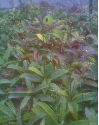 陜西苗木基地-供應陜西桂花樹苗|桂花樹苗價格|出售桂花樹苗 -陜西厚樸苗價格|陜西櫻桃苗價格|陜西獼猴桃苗 產品展示(陜西苗木基地、陜西種苗供應商、陜西苗木批發)-金泉網