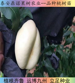 陜西7 5油蟠桃苗桃樹苗直銷早熟桃樹苗品種