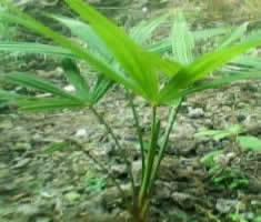 耐寒棕樹苗價格_耐寒棕樹苗_陜西商洛市耐寒棕樹苗生產(chǎn)供應商_花卉種子、種苗盡在搜了網(wǎng)