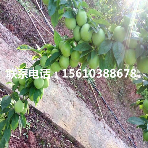 【嫁接李子苗、嫁接李子苗批發(fā)價格】- 