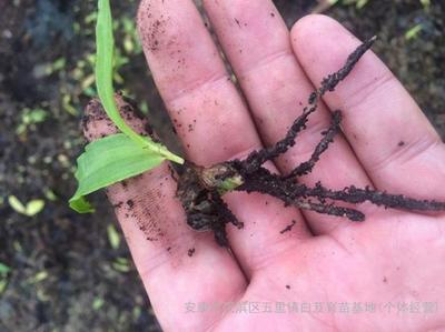 紫花三叉白芨種苗批發(fā)_紫花三叉白芨苗廠家_白芨種苗直銷-陜西省安康市漢濱區(qū)五里白芨育苗基地(個體經(jīng)營)