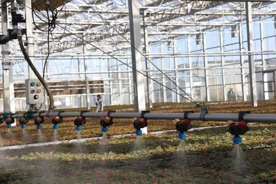 陜西楊凌:延伸草莓產業鏈 拓寬農民致富路