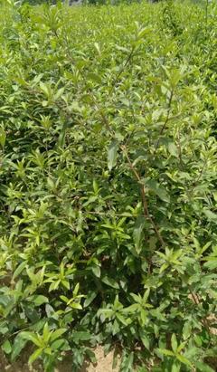 [蒼術種苗批發]陜西商洛鎮安縣蒼術種苗 0.60元/棵秦嶺地區半 _ 一畝田