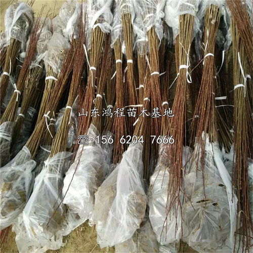 【風(fēng)味玫瑰杏李苗銷(xiāo)售、風(fēng)味玫瑰杏李苗銷(xiāo)售基地】- 