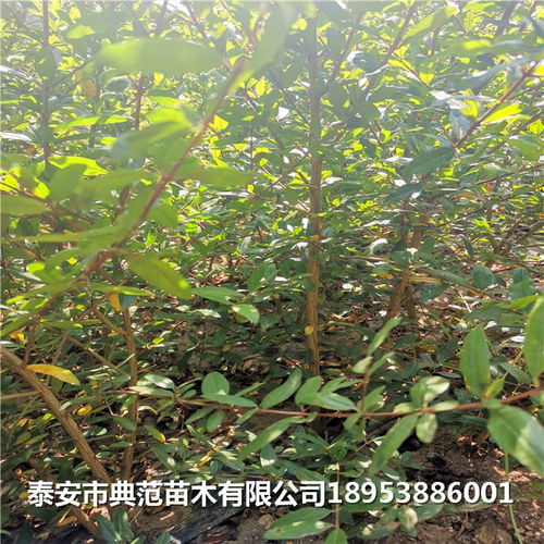 石榴樹(shù)苗多少錢(qián) 石榴苗產(chǎn)地直銷(xiāo)