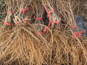 【嫁接葡萄苗陜西葡萄苗多少錢(qián)一棵】- 