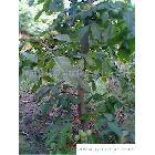 陜西_種子、種苗_食品、飲料、農(nóng)林牧副漁_供應(yīng)搜索_綠色產(chǎn)品網(wǎng)