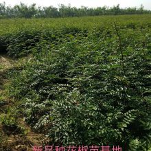 陜西畜禽種苗品牌大全