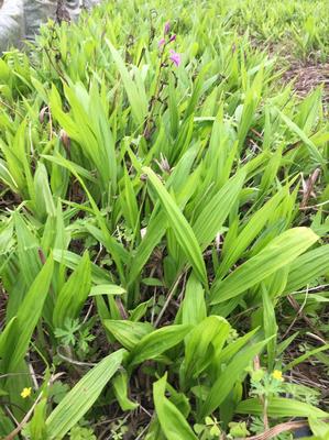 [三叉白芨種苗批發]陜西漢中漢臺區白芨種苗 0.60元/棵三叉白 _ 一畝田