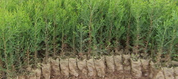 側柏樹苗木陜西西安周至兩年生營養袋側柏容器苗柏樹苗量大從優