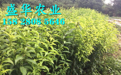 【廣西鳳凰李苗當地信賴賣家、早熟廣西五月脆李苗產地直銷供應。】-