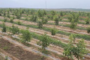 陜西特產 隴州蘋果