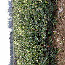 【陜西穌梨袋機】-