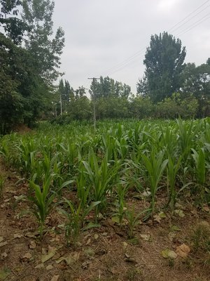 陜西種苗與大地種苗農作物研究所的發(fā)展與影響