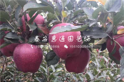 陜西耐凍樹苗價格穩(wěn)中有升，農戶青睞優(yōu)質種苗