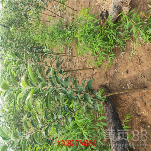 陜西維納斯蘋果苗 優(yōu)質種苗的批發(fā)與種植指南