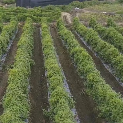 陜西漢中漢臺區(qū)成功引進鰱魚新品種長豐鰱魚 推動水產養(yǎng)殖產業(yè)升級