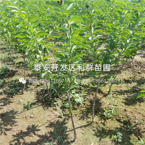 2018年陜西地區(qū)五月脆李子樹苗價格行情分析