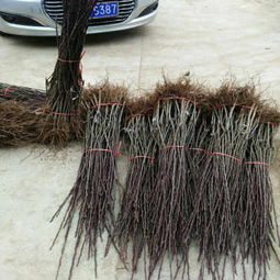 金川雪梨樹苗批發(fā)市場(chǎng)拓展唐山渠道 陜西種苗助力北方農(nóng)業(yè)升級(jí)