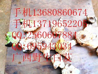 供應優質陜西白及種苗與種子，助力藥材種植產業發展