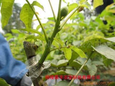 楊凌嘉豐農業科技 陜西種苗產業中的多元化發展之路